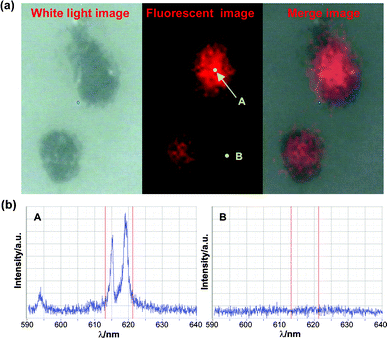 (a) Fluorescence mapping image of adherent macrophages probed by GdVO4:Eu@PPA NPs and (b) the corresponding fluorescence spectra.