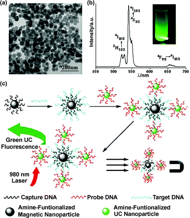 (a) TEM image of 50 nm β-NaYF4:Yb,Er NPs. (b) The UC fluorescence spectrum and visual image of a solution sample. (c) Scheme of ssDNA sandwich assay.83 Reprinted with permission from L. Y. Wang and Y. D. Li, Chem. Commun., 2006, 2557. © 2006 Royal Society of Chemistry.