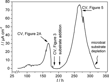 Chronoamperometric plot of the formation and the bioelectrocatalytic activity of a G. sulfurreducens biofilm at a graphite electrode; semi-batch experiment, substrate: 10 mM L−1 acetate.