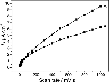 Absolute values of the peak currents of a G. sulfurreducens biofilm electrode as a function of the scan rate. The voltammograms were recorded in a substrate depleted culture. (A) Oxidation peak, (B) reduction peak.