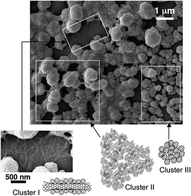 
            FE-SEM images of the composite clusters of f-SWNT and C60. The sample was prepared by casting the ODCB–acetonitrile (1/3 (v/v)) solution of C60 (0.14 mM) and f-SWNT (0.024 g L−1) on a glass plate. The large FE-SEM image is classified into three regions of cluster I, II, and III. The image of cluster I is also shown as an enlarged rotated picture.