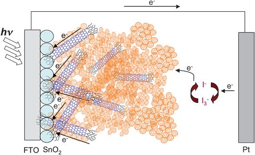 Schematic illustration for photocurrent generation in the photoelectrochemical devices using FTO/SnO2/(f-SWNT + C60)melectrode.