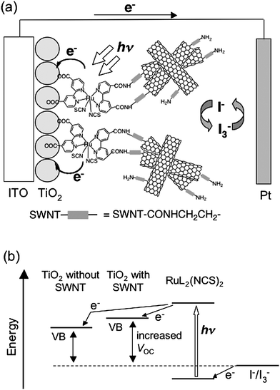 (a) Schematic illustration for photocurrent generation in the DSSC using the ITO/TiO2/RuL2(NCS)2/SWNT electrode. (b) Energy diagrams for the ITO/TiO2/RuL2(NCS)2/SWNT and ITO/TiO2/RuL2(NCS)2electrodes.