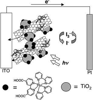 Schematic illustration for photocurrent generation in the DSSC using the ITO/SWNT–TOAB/TiO2/Ru(ii) electrode.