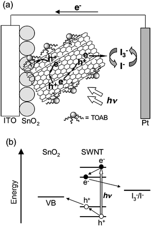 Schematic illustration for (a) photocurrent generation and (b) energy diagram in the photoelectrochemical device using the ITO/SnO2/SWNT–TOAB electrode.