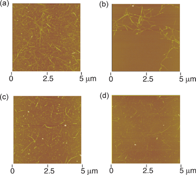 Tapping mode atomic force micrographs of (a) NT–CO2H, (b) NT-ref, (c) NT–H2P and (d) H2P–NT–H2P on mica (Z range: 50 nm). The color scale represents the height topography, with bright and dark representing the highest and lowest features, respectively.