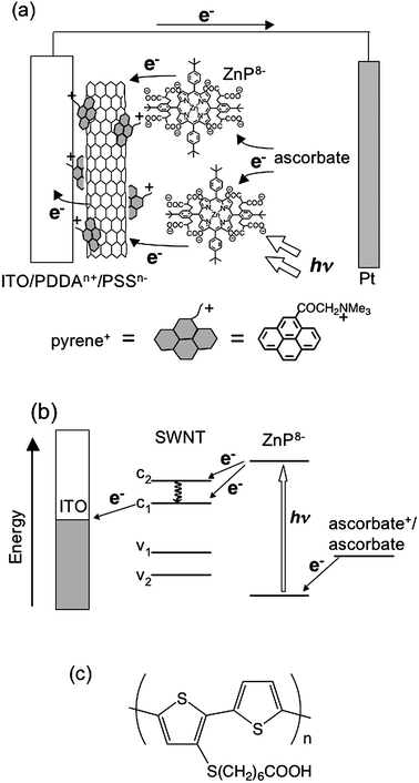 Schematic illustration for (a) photocurrent generation, (b) energy diagram of the photoelectrochemical devices using the ITO/PDDAn+/PSSn−/SWNT–pyrene+/ZnP8−electrode. (c) Molecular structure of PSCOOH.