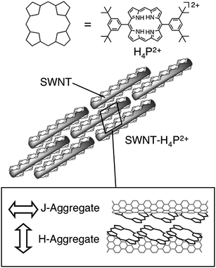Schematic illustration for supramolecular assemblies of protonated porphyrins and SWNTs in acidified THF.