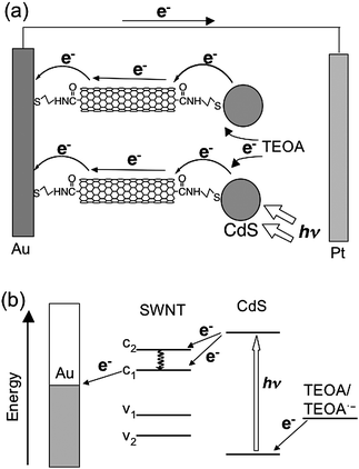 Schematic illustration for (a) photocurrent generation and (b) energy diagram in the photoelectrochemical devices using the Au/SWNT/CdS electrode.