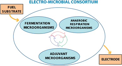 Schematic representation of microbial consortium including three types of interdependent microorganisms cooperating in fuel degradation and electron transfer to the electrode.