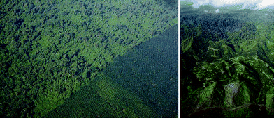 Aerial photographs of oil palm plantations (left photo, bottom) encroaching on natural rainforest (left, right photos, top) and deforestation in Malaysia. Source: Rhett Butler, http://www.mongabay.com/.