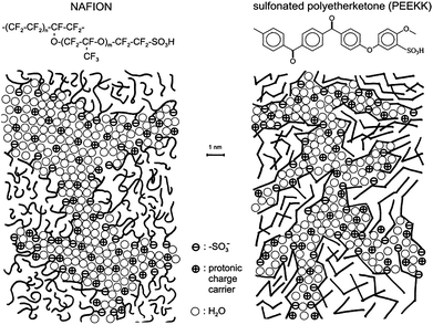 Schematic representation of the morphology of Nafion and sulfonated polyetheretherketone membranes based on SAXS data. Reprinted from ref. 19, copyright 2001, with permission from Elsevier.