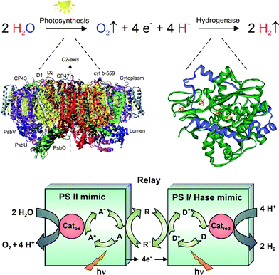 Light induced water splitting by photosystem II in photosynthesis and hydrogen production by an [FeFe] hydrogenase shown together with the structure of respective protein complexes17,18 and a possible scheme19 for mimicking the natural process.