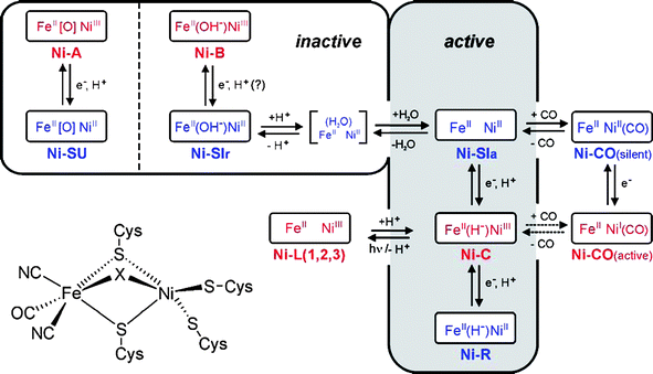 Scheme representing the different (spectroscopic) states of [NiFe] hydrogenase and their relationship. The formal oxidation states of Ni and Fe are indicated and the bridging ligand X (Fig. 9) is given in parentheses between metals. Paramagnetic (EPR-active) states are red, EPR-silent states blue. The states most probably involved in the catalytic cycle are placed in a shaded box (see also Fig. 13), for details see text and ref. 16. Reprinted with permission from ref 16. Copyright (2007) American Chemical Society.