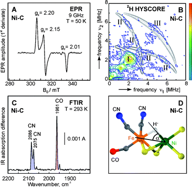 Spectroscopic characterization of the active Ni-C state of [NiFe] hydrogenase of D. vulgaris Miyazaki F: (A) EPR (X-band, frozen state) showing the characteristic g tensor components; (B) HYSCORE (X-band at position gy)156 showing resonances from a coupled 14N (histidine)164 and the deuterium in the bridge between Ni and Fe (see panel D). (C) FTIR (room temperature) giving the vibrational frequencies of the CO and two CN− ligands at the iron, which are characteristic for the Ni-C state. (D) Structural model of the Ni-C state with a bridging hydride, based on the EPR,165 ENDOR and HYSCORE156 data. Panel B reprinted with permission from ref. 156. Copyright (2005) Springer-Verlag, Heidelberg.
