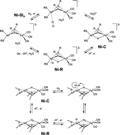 Two proposed mechanisms for catalytic H2 oxidation by [NiFe] hydrogenase, see refs. 123, 182 and 189.
