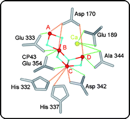 Structural model (one out of four possible) of the Mn4OxCa cluster derived from polarized EXAFS spectroscopy on photosystem II single crystals:47 Mn (red), oxygen (blue) and Ca (yellow). The model is placed in the EXAFS-derived orientation within the protein ligands determined by crystallography18 without any optimization. Green lines indicate distances smaller than 3 Å, while orange lines signify distances longer than 3 Å.