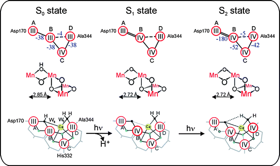 Schemes of the electronic (top row) and geometric (middle row) structures of the Mn4 unit within the Mn4OxCa cluster as derived from 55Mn-ENDOR81,82 and EXAFS47,62,83 spectroscopies in the S0, S1 and S2 states of the water-oxidizing complex of photosystem II. The exchange coupling strength (cm−1) is given in blue numbers and is also symbolized by double lines (strong), single lines (medium strength) and dashed lines (weak) antiferromagnetic coupling. The bottom row shows a possible interpretation of the currently available experimental data on these states, which also includes suggestions for the binding sites of the slowly (Ws) and fast (Wf) exchanging substrate water molecules (small black spheres). Red circles signify Mn ions, bold red circles indicate the Mn ion suggested to be oxidized during the transition. Blue spheres symbolize bridging oxygens. Bridging carboxylate side chains are depicted in grey. Adapted from ref. 82.