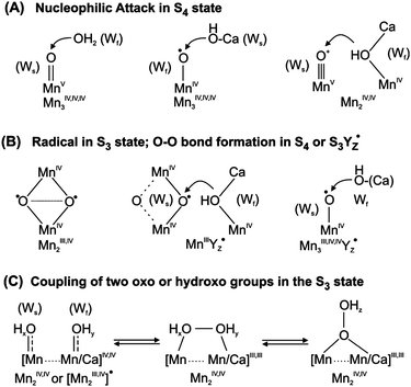 Suggested routes for O–O bond formation in the water-oxidizing cluster in photosystem II. Ws and Wf indicate the slow and fast exchanging substrate waters, respectively. For further details see the text.