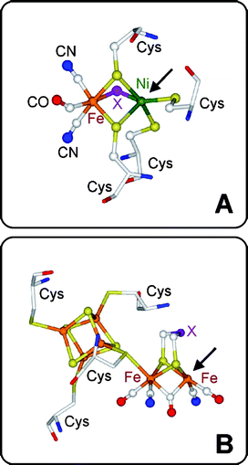 Catalytic centers of [NiFe] hydrogenase (A) and [FeFe] hydrogenase (B) taken from the respective X-ray crystallographic structures.127,128,139–141 The putative site of H2 attachment is indicated by an arrow. For details see the text.
