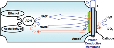 The general scheme of NADH oxidized by an electrode modified with an electropolymerized mediator.