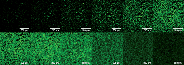 Confocal laser scanning microscope slices (1 μm in z direction) of a freeze-dried chitosan scaffold stained with fluorescein.