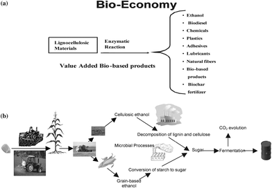 The bioeconomy based on biomass.