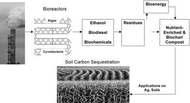 Using industrial carbon dioxide in bioreactors to produce biofuel, biochar for use as soil amendment, and other bioproducts.