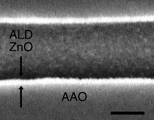 Cross-sectional SEM image of ZnO tubes grown on commercial AAOviaALD (scale bar = 100 nm).