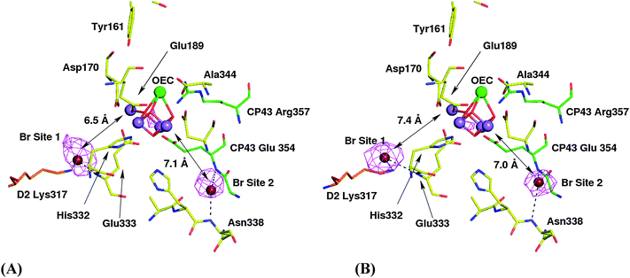 The bromide sites identified at the OEC in context of the Ferreira et al.15 structure (1S5L). Amino acids belonging to the D1 protein are in yellow, those of D2 protein are in orange and those of CP43 are in green, with selected residues labelled. 2-Fold averaged phased anomalous difference maps are shown. Panel (A) shows data from a crystal from Br-infiltrated PSII contoured at 3σ. (B) Shows data from a crystal grown with Br-physiologically replacing chloride contoured at 9σ. The distances shown are between the peak of anomalous Br diffraction for site 1 and site 2 and the closest Mn of the Ferreira et al.15 model.