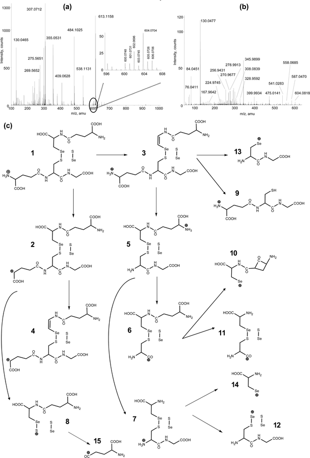 (a) NanoLC-ESI-MS full-scan spectrum of the Se-containing SAX fraction no. 1 (cf.Fig. 2). The inset shows the correct isotopic pattern of selenium at m/z 604.07 ([M + H]+). (b) Collision-induced dissociation (CID) spectrum of the analyte at m/z 604.07. (c) Proposed fragmentation pathways of the Se-compound. For all accurate mass information see Table 1.