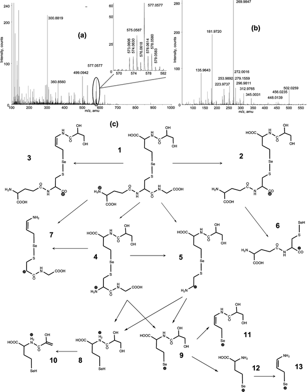 (a) NanoLC-ESI-MS full-scan spectrum of the Se-containing SAX fraction no. 6 (cf.Fig. 2). The inset shows the correct isotopic pattern of selenium at m/z 577.0577 ([M + H]+). (b) CID spectrum of the analyte at m/z 577.0577. (c) Proposed fragmentation pathways of the Se-compound. For all accurate mass information see Table 6.