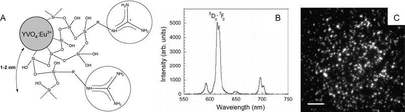 (a) Schematic representation of a YVO4:Eu nanoparticle functionalized with guanidinium groups, (b) emission spectrum and (c) wide-field fluorescence microscopy of individual nanoparticles.