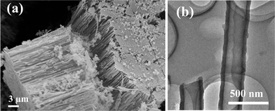 (a) SEM image of amorphous carbon nanotube brushes. (b) TEM image of individual amorphous carbon nanotubes.