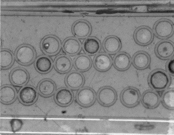 Optical micrograph of hollow glass fibres (×200). Reproduced with permission from ref. 141.