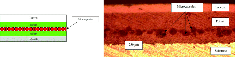 (a) Left: schematic layer-by-layer coating formulation. Right: optical micrograph of cross-section of layer-by-layer coating. Reproduced with permission from ref. 168.