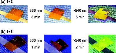 Photoresponsive behavior of the hydrogen-bonded CLCP films of 1 + 2 (a) and 1 + 3 (b). Size of the films: 2 mm × 3 mm × 20 μm. UV light intensity, 18 mW cm−2; visible light intensity, 21 mW cm−2.