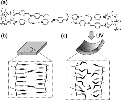 Plausible mechanism of bending in the hydrogen-bonded CLCP films of 1 + 3. (a) Network structures of the hydrogen-bonded CLCP films consisting of the copolymers and the crosslinkers. Schematic illustration of molecular alignment in the hydrogen-bonded CLCP film before (b) and after (c) irradiation with UV light.