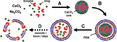Principle of time-delayed drug release from enzyme-degradable polyelectrolyte capsules. (A) Co-immobilization of a polyelectrolyte degrading enzyme and drug molecules in CaCO3 microparticles. (B) LbL coating with specific, enzyme-degradable polyelectrolytes. (C) Core-dissolution leads to release of enzyme and drug into the inner void of the capsule. (D) Enzyme digests capsule-shell and releases drug. Reprinted with permission from ref. 91. Copyright 2007, Wiley-VCH.