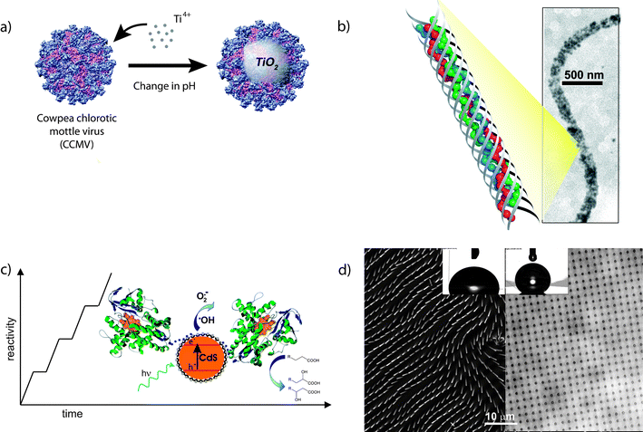 a) The use of cowpea chlorotic mottle virus by Douglas as a “template” for titania nanoparticles. b) Creation of metallic nanowires using peptide templates by Morin and Song. c) Catalysis using protein-quantum dot conjugates by Niemeyer. d) Surfaces featuring responsive wettability using nanostructured hydrogels developed by Aizenberg. Images provided by the authors.