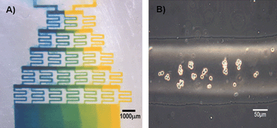 
          
            Functional devices
          : (A) Bonded PDMS gradient generator with food dye. (B) Bright field image of CHO cells flowing through channel.