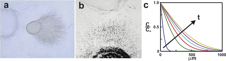 
            Biological hydrogels. Gels can be used to expose cells to biomolecule gradients. (a) A neural tissue explant co-cultured with semaphorin-expressing COS cells in a collagen gel (adapted from ref. 31, copyright Elsevier, 1998). (b) Neutrophils (black dots) are exposed to opposing gradients of Il-8 and leukotriene B4 in an under-agarose assay (reproduced from ref. 32, copyright 1997 The Rockefeller University Press). (c) The gradient produced in biological hydrogels varies in space and time as shown in this error-function solution of the concentration profiles generated at 5 min intervals for a molecule diffusing away from a constant concentration source using an assumed diffusivity of D = 6.4 × 10–7 cm2 s–1.