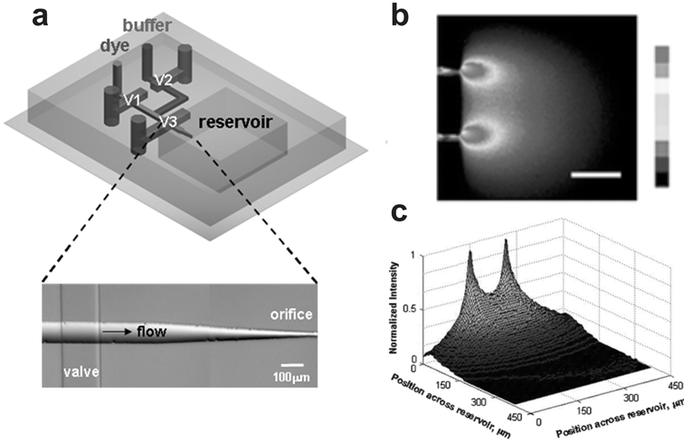 
            Microfluidic Multi-Injector (MMI). (a) A 3D schematic of the device shows a single orifice injector and the valving necessary to create gradients in the presumptive, enclosed cell culture reservoir. (b) Top view of the device creating gradients of FITC-labeled dextran. (c) 3D intensity plot of data acquired in (b) (adapted from ref. 107, reproduced with permission from the Royal Society of Chemistry).