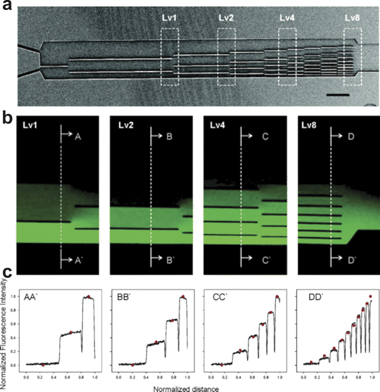 
            “Universal” Gradient Generator. (a) A scanning electron micrograph of the device shows the position of dividers that restrict the orthogonal diffusion of chemical species. (b) Fluorescence images of the concentration distribution of FITC during at various points within the device shown in (a). (c) Intensity profiles of the images in (b) at the regions indicated by the dotted lines (from ref. 117, copyright 2006 American Chemical Society).