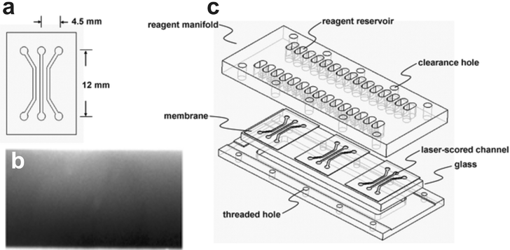 
            Hydrogel 
            Membrane
             Gradient Generator. (a) 2D schematic of the device showing the features cut into the nitrocellulose membrane with a CO2 laser. (b) Fluorescence micrograph of a fluorescein gradient generated within the center channel of the device. (c) 3D schematic of the device (adapted from ref. 97 by permission of The Royal Society of Chemistry).