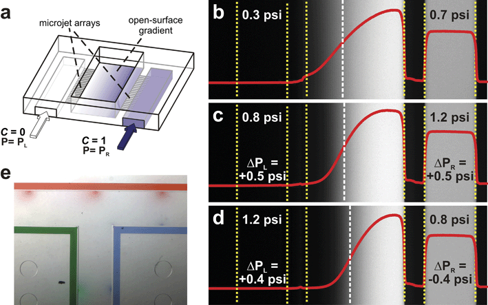 
            Microjets Device. (a) 3D schematic of the device showing an open surface gradient created by opposed arrays of small microfluidic channels (i.e. Microjets). (b–d) Top-view confocal fluorescence micrographs and the corresponding 70 kDa dextran surface concentration profiles (solid curves) at equilibrium before and after changes in PL and PR. The dashed white vertical line indicates the position of maximum slope. Yellow-dotted lines mark the buried microchannel and cell culture area boundaries. Comparison of b and c show an increase in gradient slope with no effect on gradient position when equal magnitude pressure increases are applied to the Microjets. Comparison of c and d show a shift in gradient position to the right without a change in slope when equal magnitude pressure offsets are applied (a–d reprinted with permission from ref. 83, copyright 2006 American Institute of Physics). (e) A top-view image of a combination of red, green, and blue dye gradients emanating from Microjets in a T-shaped open cell culture pool.
