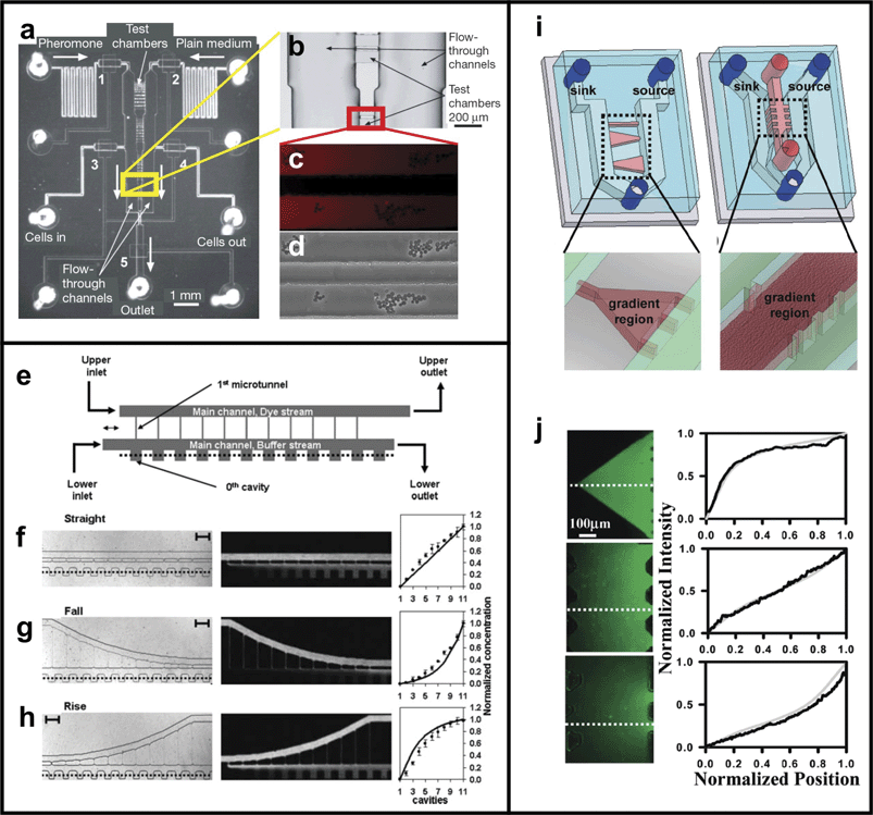 
            Cross 
            Channel
             Gradient Generator. (a) Top-view image of the device developed by Paliwal et al..121 (b) Enlarged photo of the test chamber area shows 5 µm tall test chambers connecting source and sink fluid microchannels. (c) By balancing the hydrostatic pressure delivered to each adjacent microchannel gradients of yeast pheromone could be created in the test chambers (visualized by Alexa 555 dye). (d) S. cerevisiae migrating in response to the pheromone gradient (reprinted from ref. 121 by permission of Macmillan Publishers Ltd). (e) Top-view schematic of the device developed by Li and colleagues122 uses constantly perfused main channels and cross channels of varying lengths to create linear (f), exponential (g), and logarithmic (h) gradients (reproduced by permission of The Royal Society of Chemistry). (i) Top-view schematic of the device developed by Mosadegh et al. colleagues.123 (j) By changing the cross sectional dimensions of the cross channels non-linear gradients can be achieved as shown here using fluorescent dyes in Matrigel-filled cross channels (reprinted with permission from ref. 123, copyright 2007 American Chemical Society).