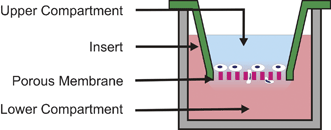 
            Transwell Assay. This assay is based on the Boyden Chamber method. Cells seeded on a porous membrane are placed in a well containing a chemoattractant solution. The chemoattractant in the lower compartment diffuses into the upper compartment forming a gradient across the membrane. Cells respond by migrating through the membrane to the bottom surface where they can be subsequently fixed, stained, and counted.