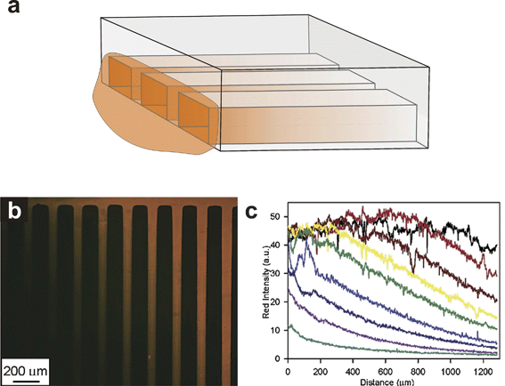 
            Depletion gradient. (a) Microfluidic channels have high surface area to volume ratios that can deplete the concentration of chemicals inside the microchannel if those chemicals bind to internal surfaces. Chemical solutions applied at one end of a microchannel can be used to form adsorbed chemical gradients. (b) Adsorbed depletion gradients of BSA-TRITC (reprinted with permission from ref. 88, copyright 2003 American Chemical Society). (c) Intensity profiles of each adsorbed gradient shown in (b) (reprinted with permission from ref. 88, copyright 2003 American Chemical Society).