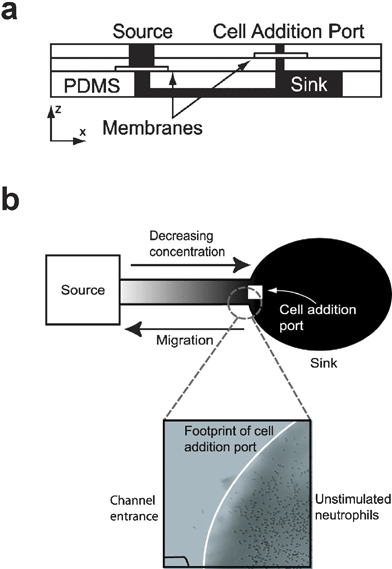 
            Nanopore Gradient Generator. (a) Cross-section schematic of the device shows the polyester track etch membranes encapsulated in three layers of PDMS, with the gradient/cell culture chamber composing the bottom layer. (b) Cells loaded into the cell addition port attached to the floor of the sink region and migrated towards the source region in response to a gradient of the bacterial peptide f-met-leu-phe (fMLF) (adapted from ref. 95, reproduced by permission of The Royal Society of Chemistry).